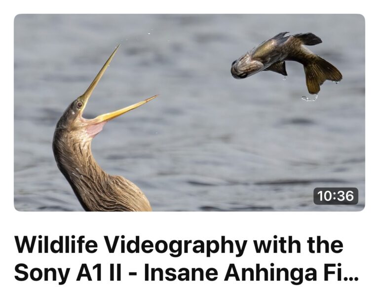 Wildlife Videography with the Sony A1 II – Insane Anhinga Fish Flipping Technique