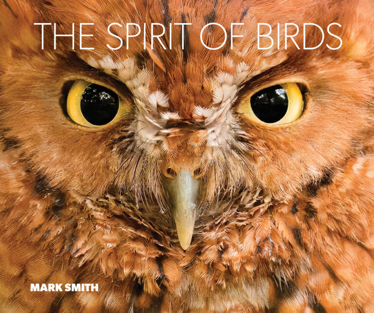 My New Book, The Spirit of Birds Has Taken Flight