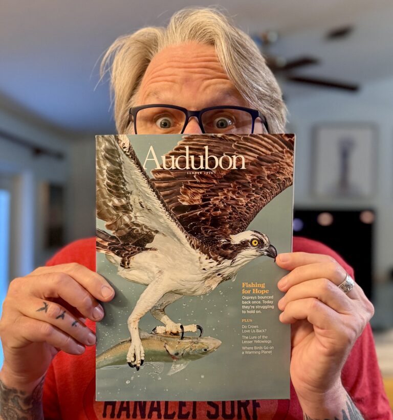 My osprey on the cover of Audubon Magazine. Words by David Gessner. A story worth telling.