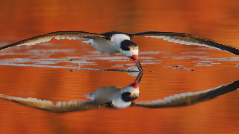 Sony A7V for Bird Photography: Can It Actually Match the Sony Flagship?