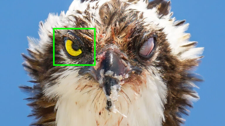 Sony A7R VI: Can It Handle Fast Bird In Flight Photography? An Injured Osprey Says Prove It.