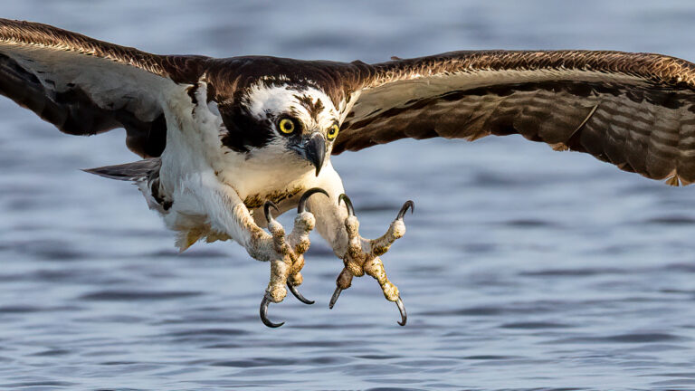 This Osprey Almost Missed the Dive. Then Everything Changed.